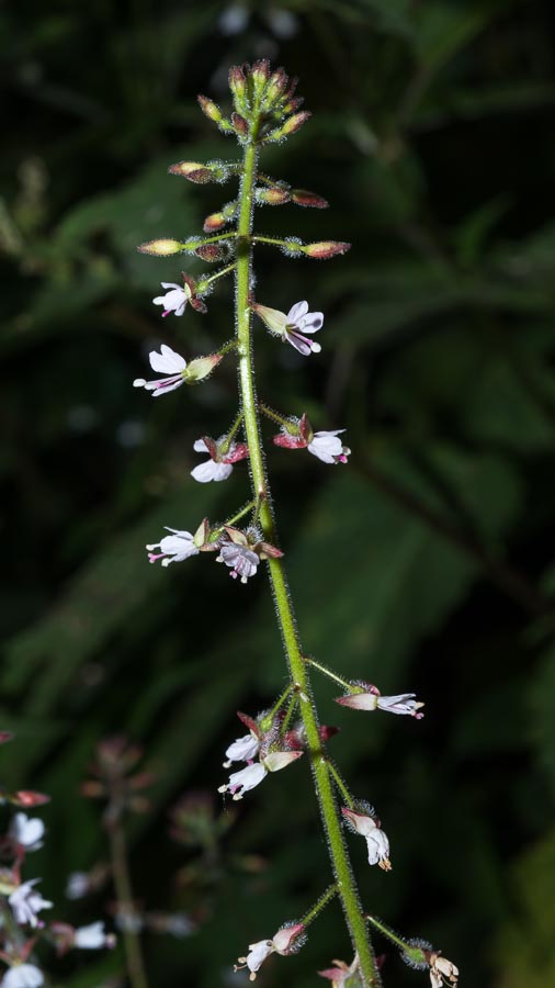 Circaea lutetiana / Erba maga comune